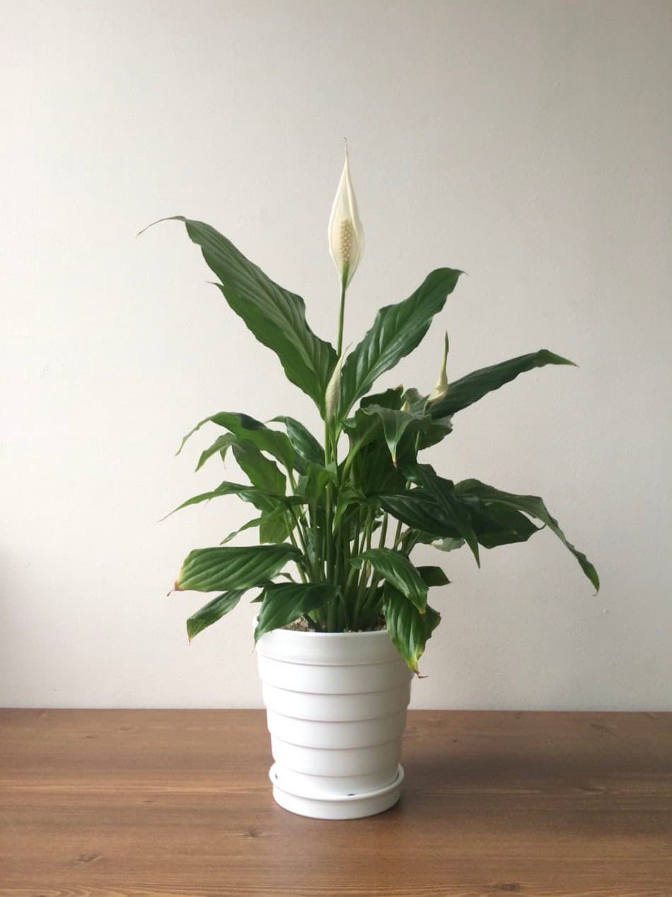 Flowerpot